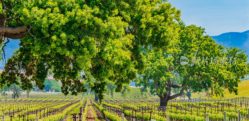橡树和葡萄园在Santa Ynez Valley, Santa Barbara, CA(P)